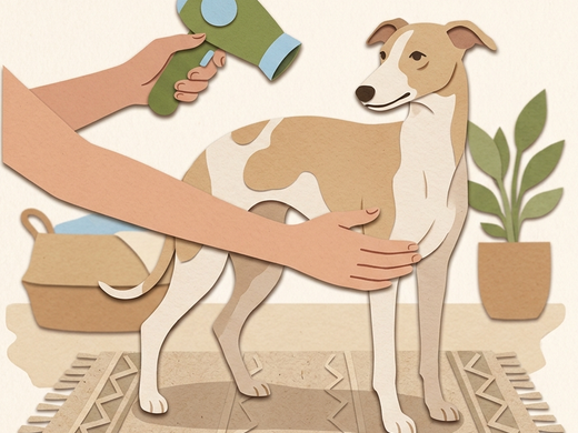 A fine low-coated dog being gently dried at home