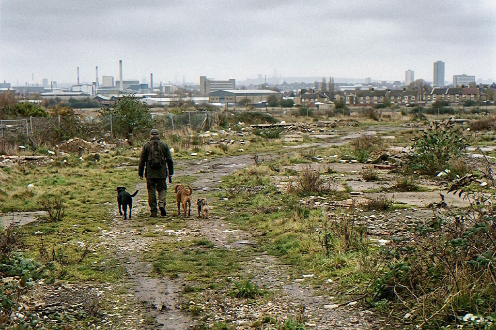 George, who runs Best Dog Dryer UK, walking the household dogs across a North London brownfield