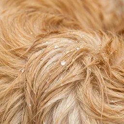 Clean rinsed coat